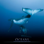 OCEANS – Galate’Films/Disney Nature – Isla del Coco